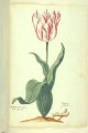 Admeraal de Man Tulip, an extinct broken Dutch cultivar