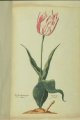 Admerael Crintiens (Krijntjes) Tulip, an extinct broken Dutch cultivar.