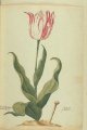 Admirael Backer Tulip, an extinct broken Dutch cultivar.