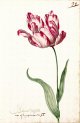 Admirael Delphius Tulip from the Great Tulip Book.