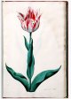 Admirael Tol Tulip - Image 57 in the NEHA Tulip Book.