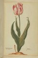 Admiral Catolijn Tulip, an extinct broken Dutch cultivar.
