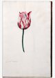 Admiral Coornhert Tulip - Image 7 in the NEHA Tulip Book