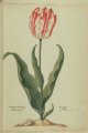 Admiral de Fransche Tulip, an extinct broken Dutch cultivar.