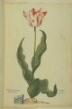 Admiral Golsien Tulip, an extinct broken Dutch cultivar.