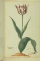 Asientie Tulip, an extinct broken Dutch cultivar.