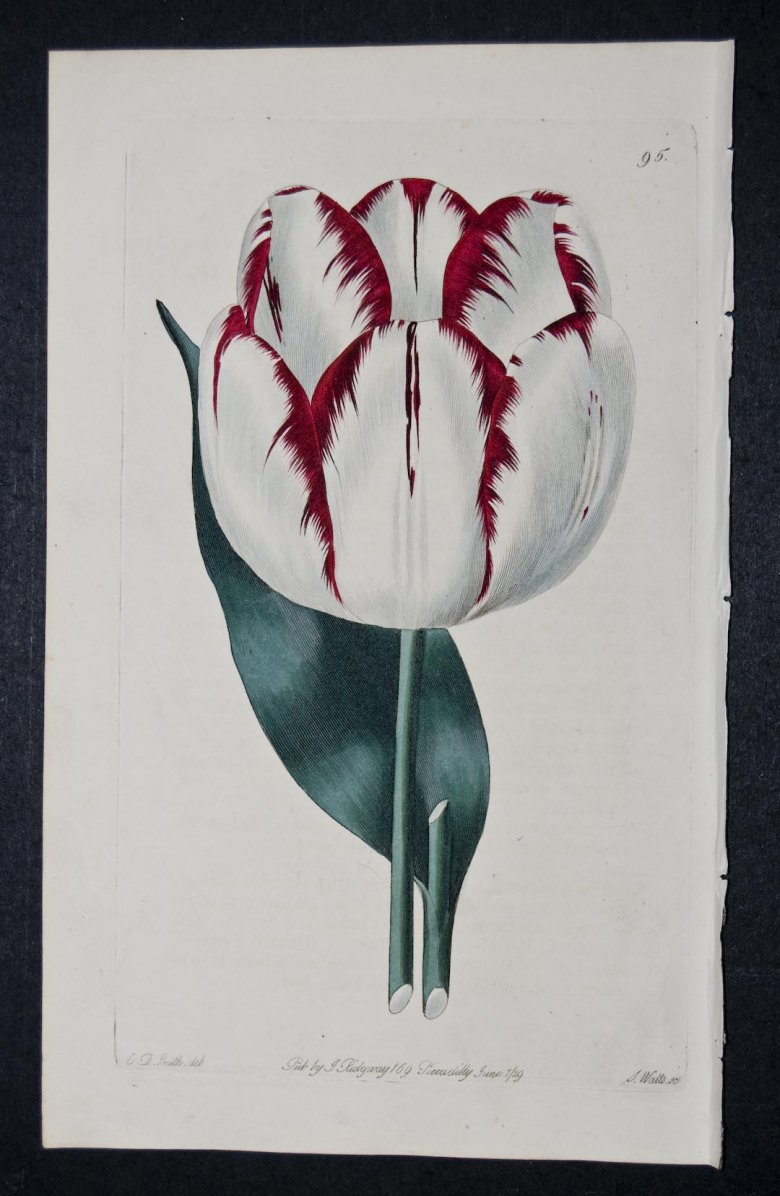 Bartlett's Thunderbolk Tulip - an extinct English Forists tulip.