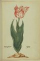 Beste Ijurij (Iorij) Tulip, an extinct broken Dutch tulip.