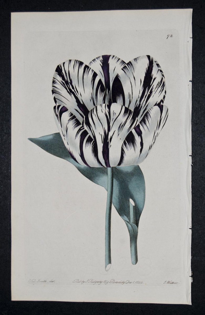 Bonaparte Tulip - an extinct English Florists tulip.