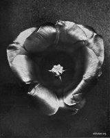 Fig. 18 from the Report of the Tulip Nomenclature Committee, 1914-15: Darwin Tulip � Baron van Goldtstein.
