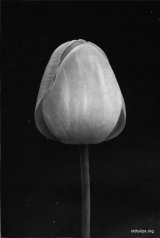 Fig. 1 from the Report of the Tulip Nomenclature Committee, 1914-15: Cottage Tulip � Bouton d�Or.