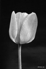 Fig. 21 from the Report of the Tulip Nomenclature Committee, 1914-15: Darwisn Tulip � Clara Butt.