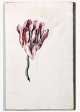 Brabanson Tulip - Image 13 in the NEHA Tulip Book.