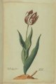 Bruine purper Tulip, an extinct broken Dutch cultivar.