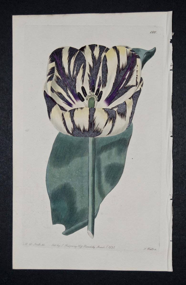 Burnard's Emancipator Tulip - an extinct English Florists tulip.