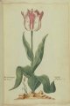 Coorenaert Tulip, an extinct Dutch broken tulip.