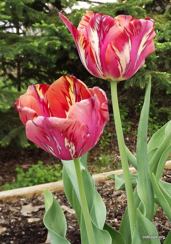 Old Tulips :: By Category >> Printer-friendly page