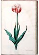 de cleyne Pronckert Tulip - Image 54 in the NEHA Tulip Book.