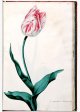 de gemeente Burgemeester Tulip - Image 55 in the NEHA Tulip Book
