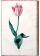 de vice Admirael Tol tulip - Image 56 in the NEHA Tulip Book.