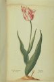 Enghels admeral Tulip, an extinct broken Dutch cultivar.