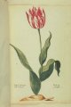 Faber Tulip, an extinct broken Dutch tulip.
