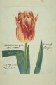 Gebiesd van Coornart Tulip from the P. Cos Tulip Book.