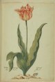 Gel en rot van Leijen Tulip, an extrinct broken Dutch cultivar.