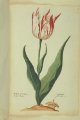 Genarael Ver IJck (v.d.Eijck) Tulip, an extinct broken Dutch tulip.
