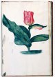 Gevleugelde Coornhert Tulip - Image 69 in the NEHA Tulip Book.