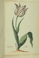 Ghemermert van Kaer Tulip, an extinct broken Dutch tulip.