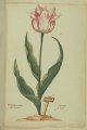 Ghevlamde boterman Tulip - an image from the P. Cos Tulip Book