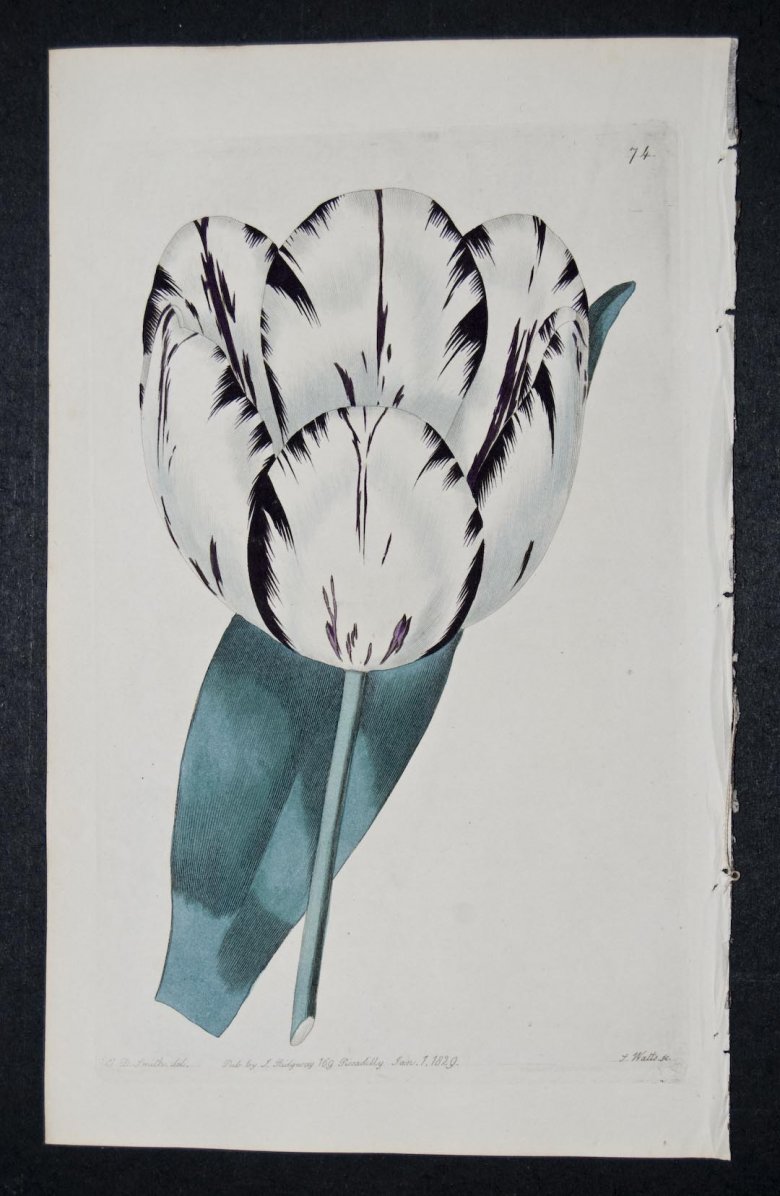 Gloria Alborum Tulip - an extinct English Florists tulip.