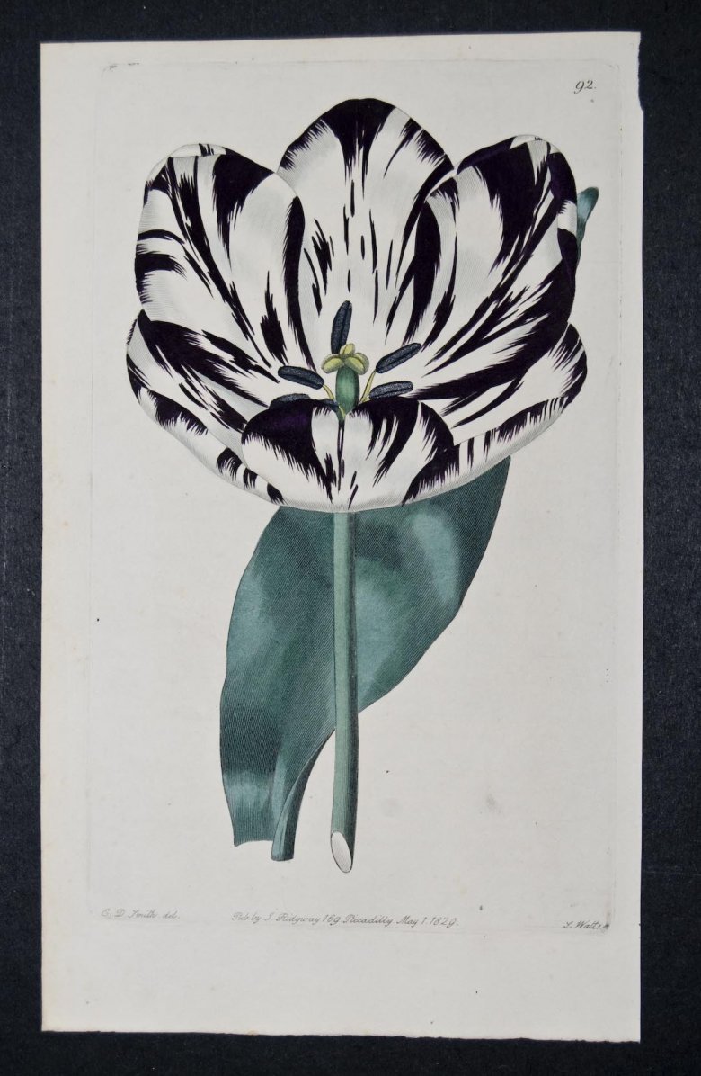 Grande Monarque Tulip - an extinct English FLorists tulip.