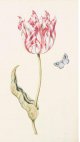 Jan Gerritsz Tulip - image on Sothebys.