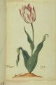 Jan Ghertsen (Jan Gerrtsz) Tulip, an extinct broken Dutch tulip.