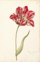 Kamelot Van Weena Tulip from the Great Tulip Book.