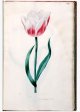 Lack Honsbeet Tulip - Image 46 in the NEHA Tulip Book.