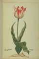 Lagrandt (Legrandt) Tulip, an extinct broken Dutch cultivar