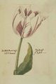 Latoer Tulip, an illustration of an extinct broken Dutch tulip (signed PS fec).