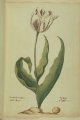 Latoer Tulip, an extinct broken Dutch tulip.