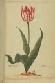 Lijon Tulip, an extinct broken Dutch tulip.