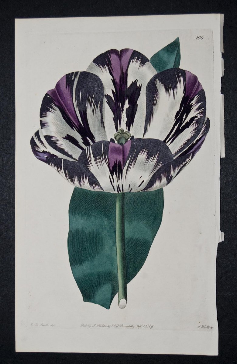 Lord Holland Tulip - an extinct English Florists tulip.