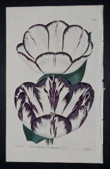 Louis_XVI Tulip