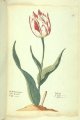 Manna cier Tulip - an image from the P. Cos Tulip Book.