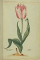 Max Tulip, an extinct broken Dutch tulip.