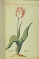 Mols Wiick Tulip, an extinct Dutch broken tulip.