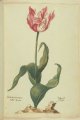 Nieuwenburgher Tulip, an extinct broken Dutch tulip.