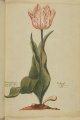 Nons Wit Tulip, an extinct Dutch broken tulip.