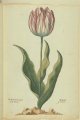 Otto de Man (Otter de Man) Tulip, an extinct broken Dutch tulip.